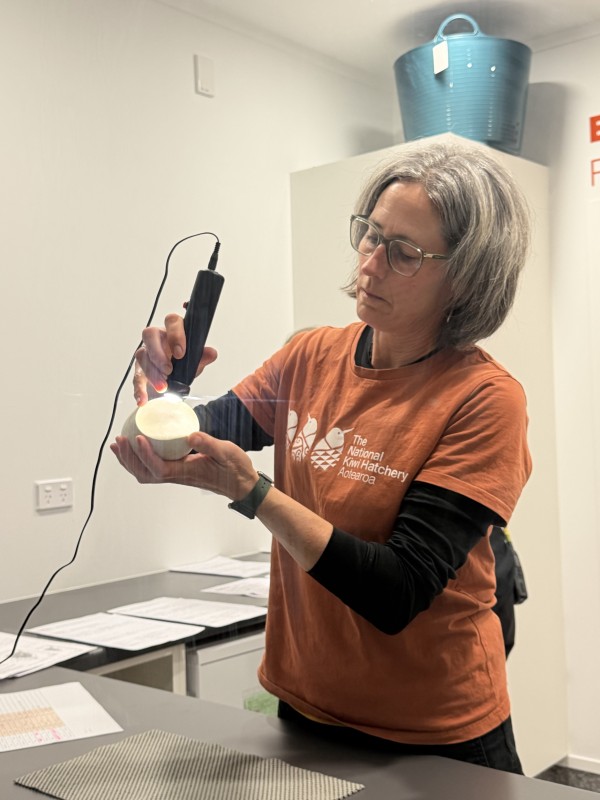 kiwi keeper candling a new egg arrival