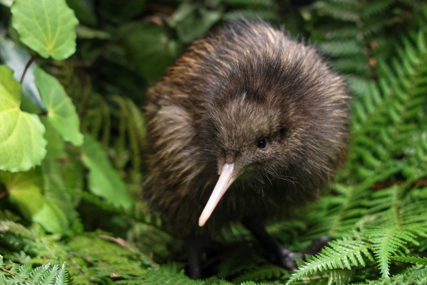 Image of kiwi chick sitting on green fern plant a tree low res