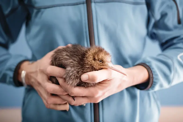 National Kiwi Hatchery Behind the Scenes Large.jpg cropped