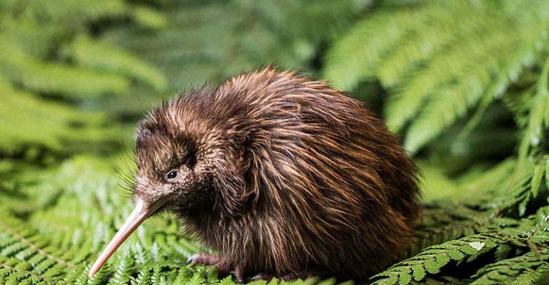 Visit Us at The National Kiwi Hatchery