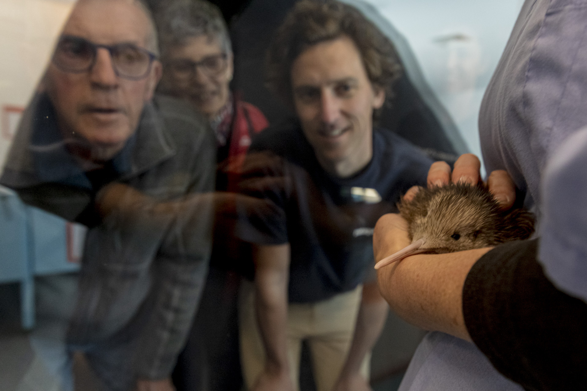 Hero Low Res 2024 Kiwi Hatchery Promo 9186