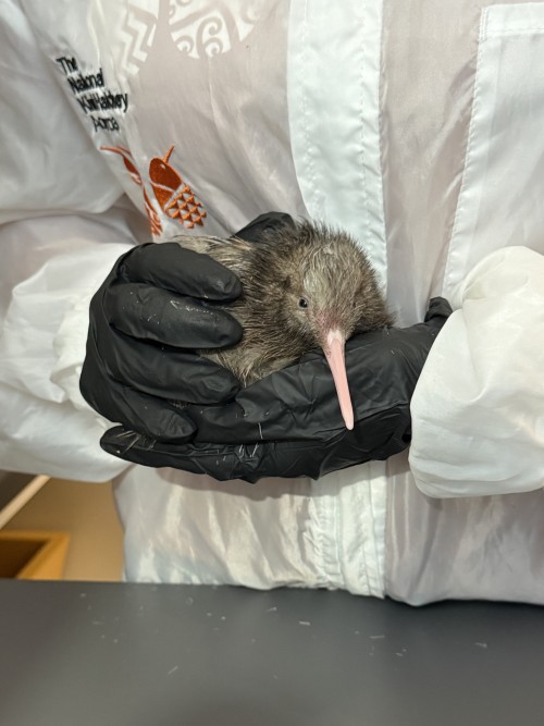 Our first kiwi chick of the season has hatched at National Kiwi Hatchery Aotearoa 