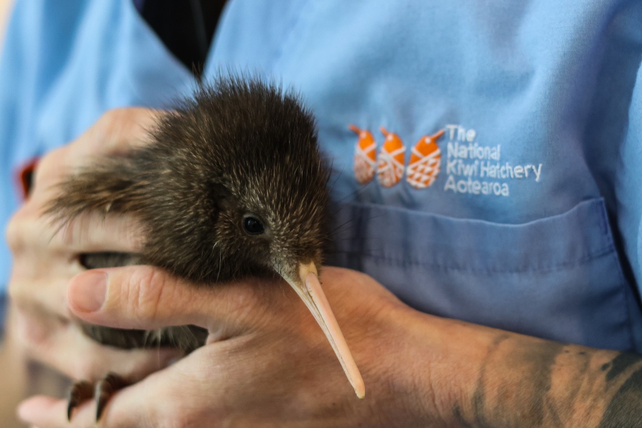 Kiwi National Kiwi Hatchery June edit