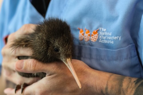 How you can help protect kiwi this Save Kiwi Month