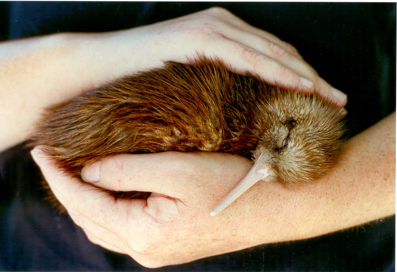 moenui nkh