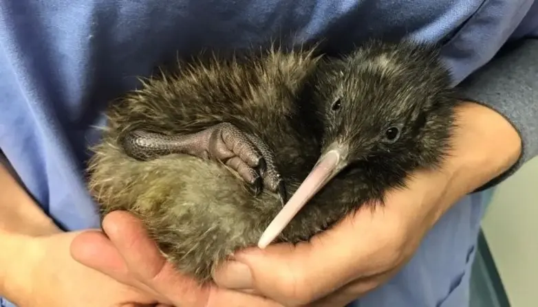 newkiwiathatchery 5.jpg 782x447